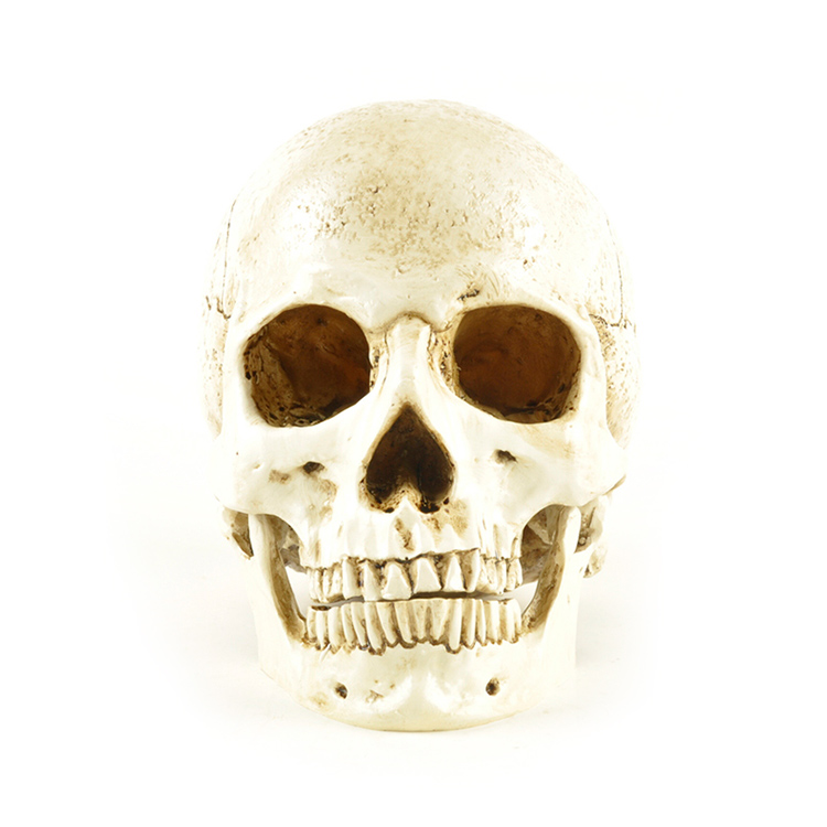 Hot Sale Personalized Handmade Polyresin Human Skull Head