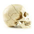 2Hot Sale Personalized Handmade Polyresin Human Skull Head.jpg