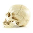 Hot Sale Personalized Handmade Polyresin Human Skull Head4.jpg