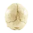 Hot Sale Personalized Handmade Polyresin Human Skull Head5.jpg